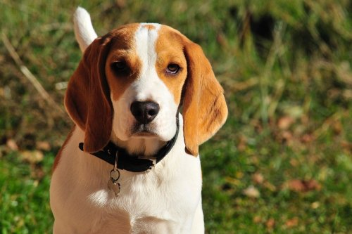 Beagle Dog Running Tail Wagging