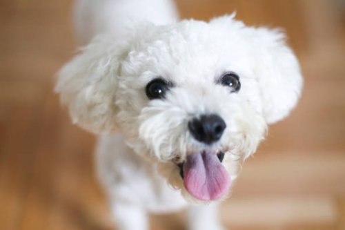 Bichon Frise With Tongue Hanging Out