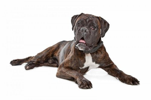 Boxer Dog Laying Down