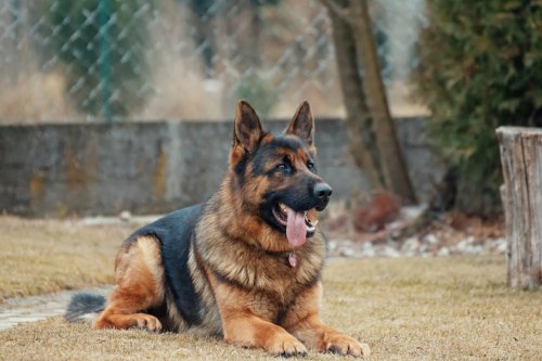 German Shepherd Dog Lying Down