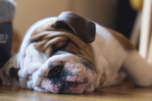 Bulldog Puppy Sleeping