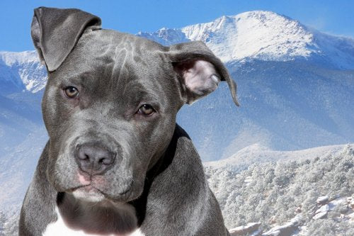 Picture Grey Pit Bull