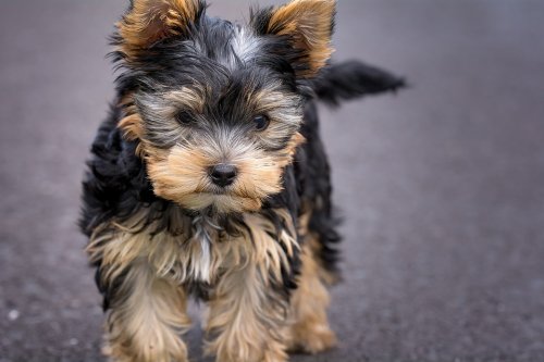 Yorkshire Terrier Dog Running