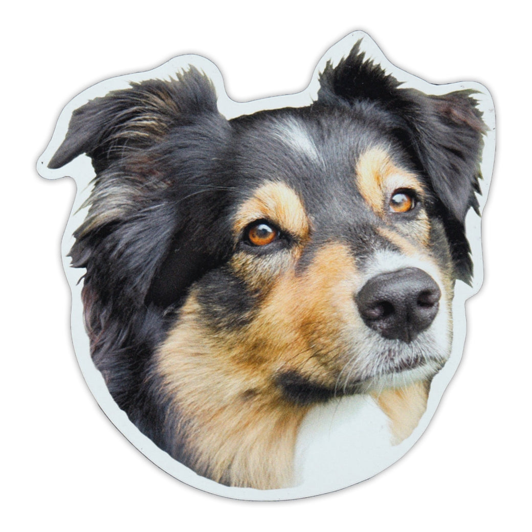 Magnet - Australian Shepherd (5" x 5")