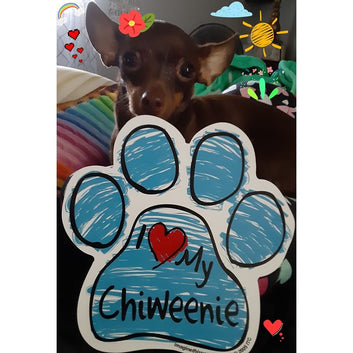 Magnet, Dog Paw, Blue Scribble, I Love My Chiweenie, 5.5