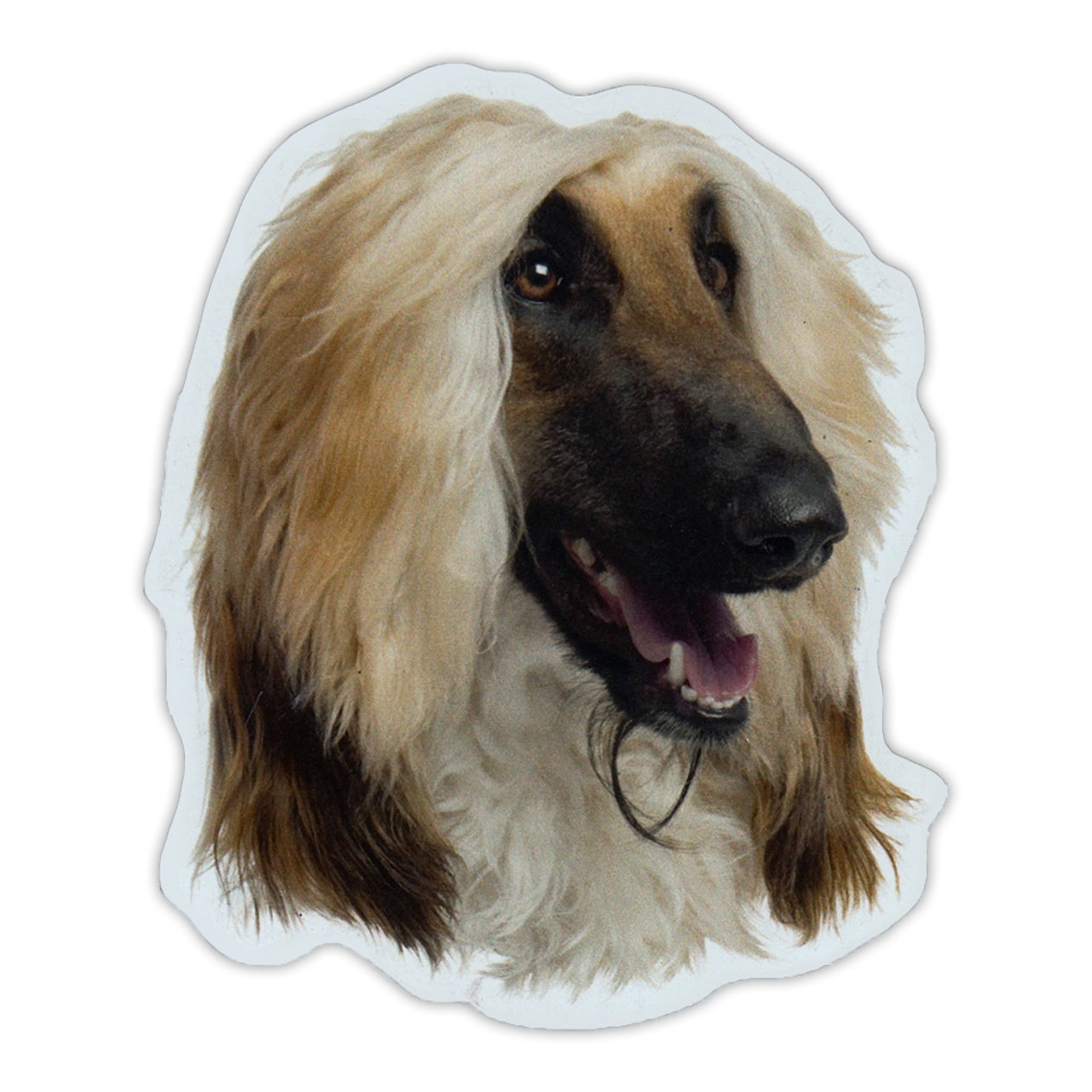 Magnet - Afghan Hound Dog Breed (4" x 5")