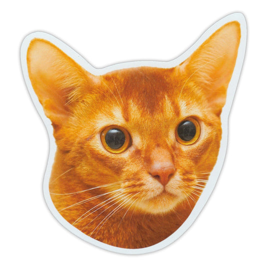 Magnet, Abyssinian Cat Breed, 5